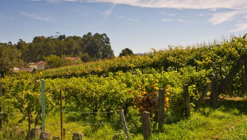 COPPEREPLACE : Solutions intégrées pour réduire l'utilisation du cuivre dans la viticulture et minimiser l'impact environnemental dans les vignobles 
