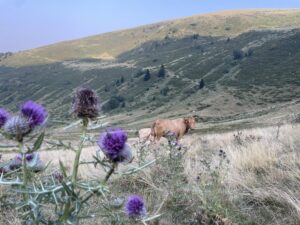 Réserve Naturelle Régionale d'Aulon (Occitanie)
