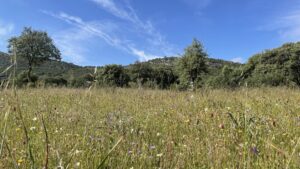 Pastizales biodiversos permanentes para fines de biodiversidad
