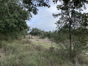 Las ovejas pastan de manera extensiva en el montado del Alentejo