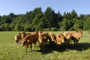 Troupeau(c)Géraldine ASENSIO_PNRHL