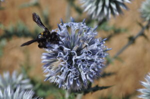 Andrena. Autor: JAGN