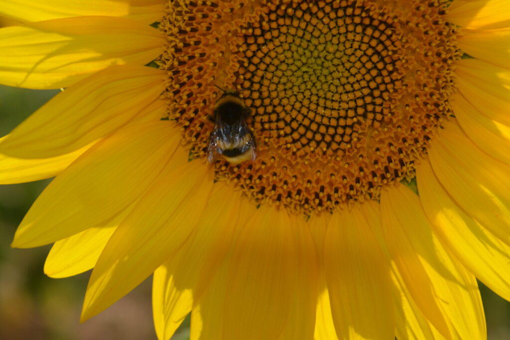 Bombus terrestris obrera. L.O. Aguado