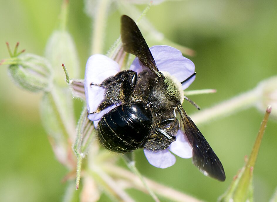 Andrena morio. ©Luis Oscar Aguado