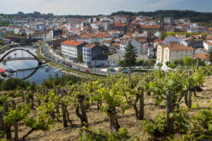 3_Viñedos_Betanzos