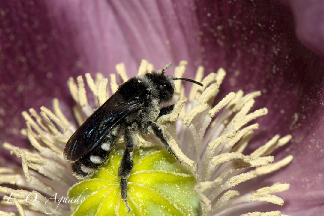 Andrena albopunctata_Oscar Aguado