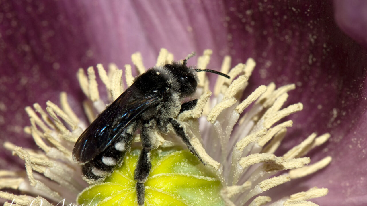 Andrena albopunctata_Oscar Aguado