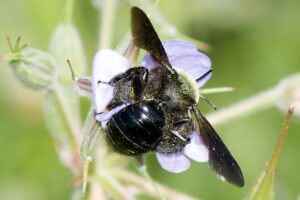Andrena morio. ©Luis Oscar Aguado