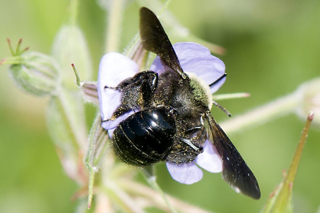 Andrena morio. ©Luis Oscar Aguado