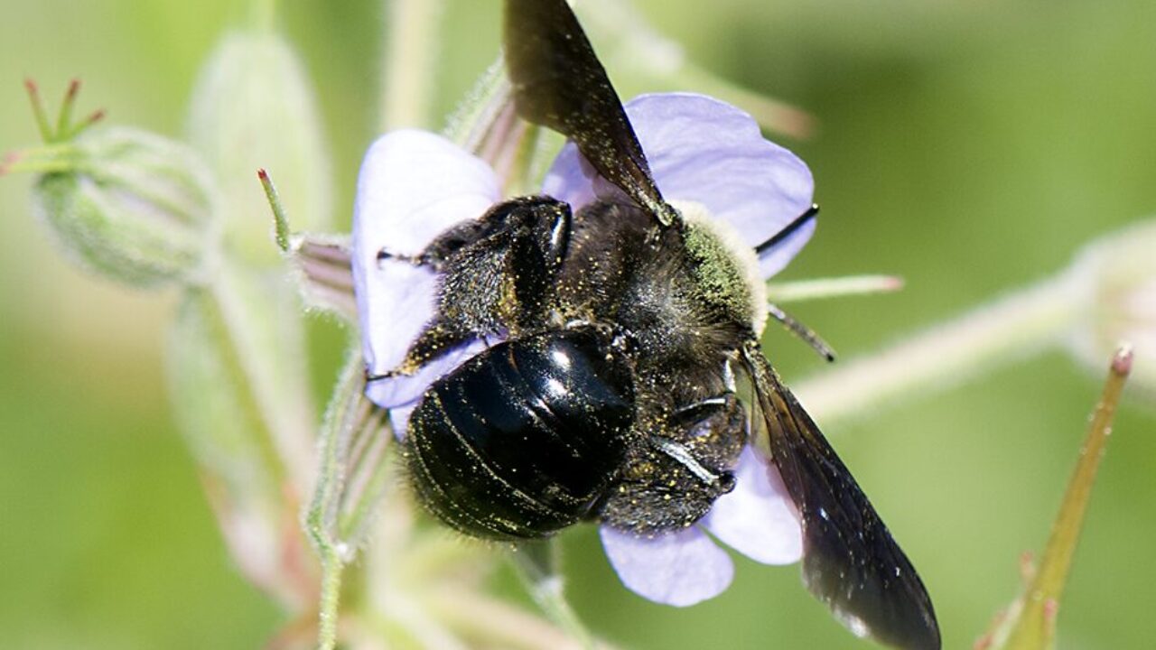 Andrena morio. ©Luis Oscar Aguado