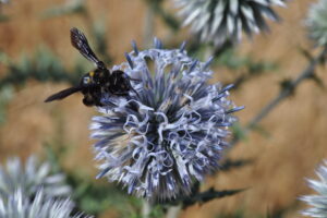 Andrena. Autor: JAGN