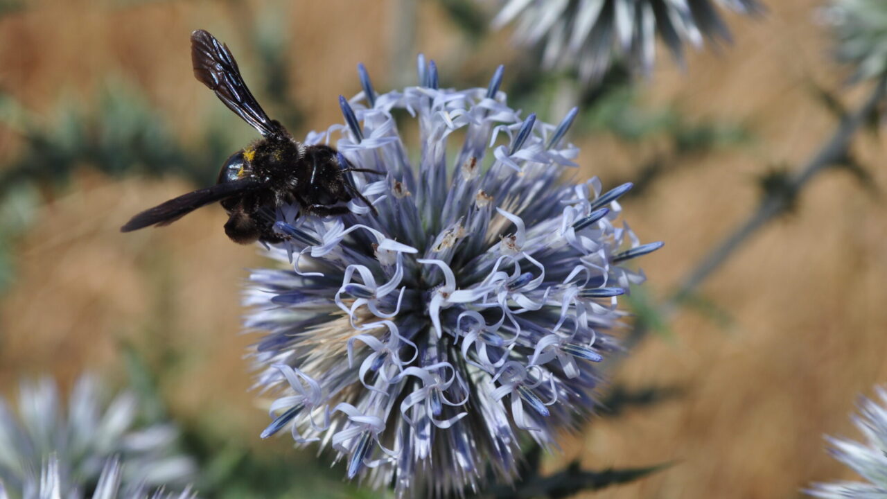 Andrena. Autor: JAGN