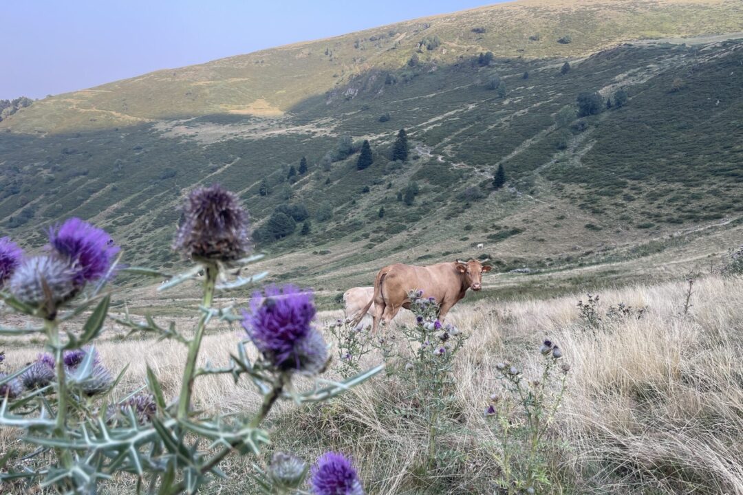 Réserve Naturelle Régionale d'Aulon (Occitanie)