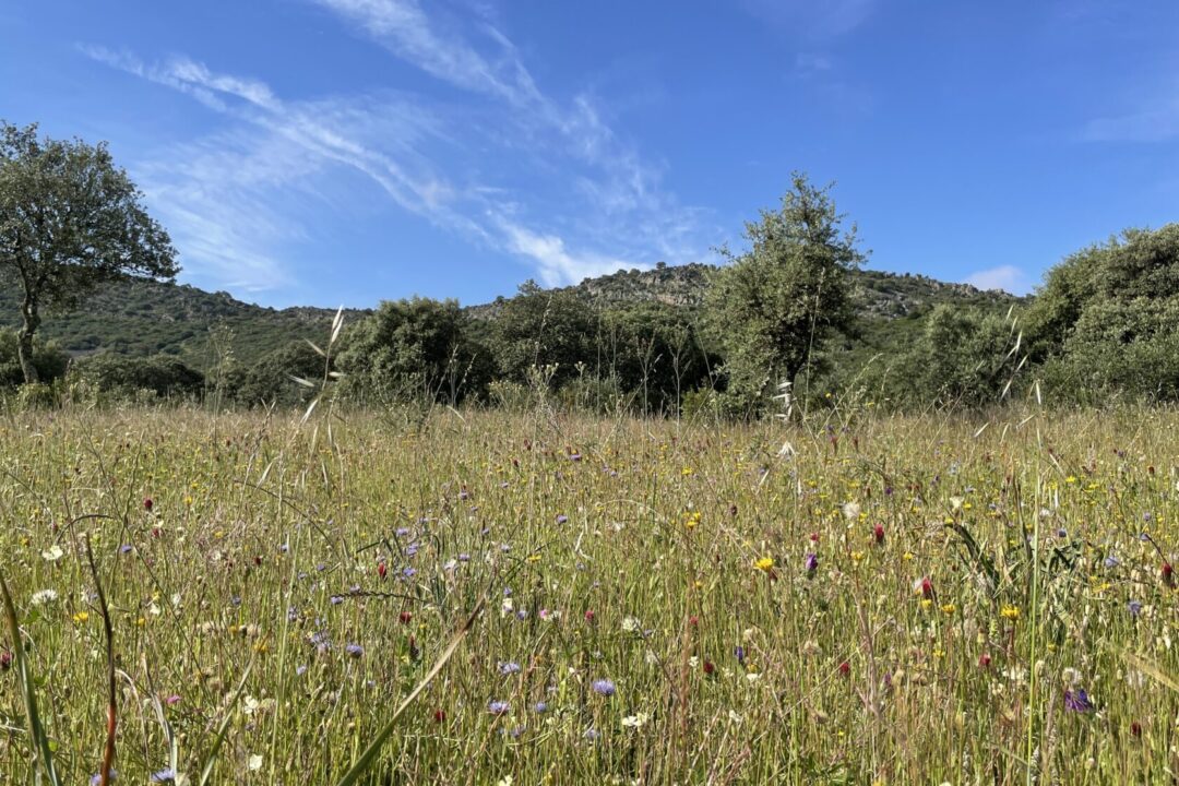 Pastizales biodiversos permanentes para fines de biodiversidad