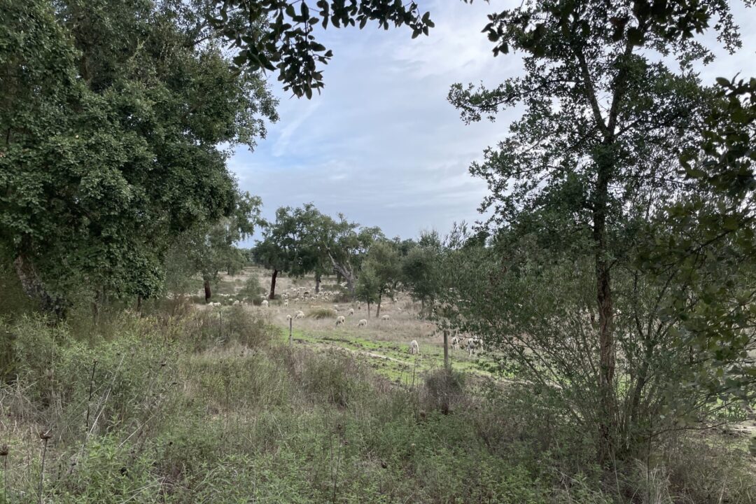 Las ovejas pastan de manera extensiva en el montado del Alentejo