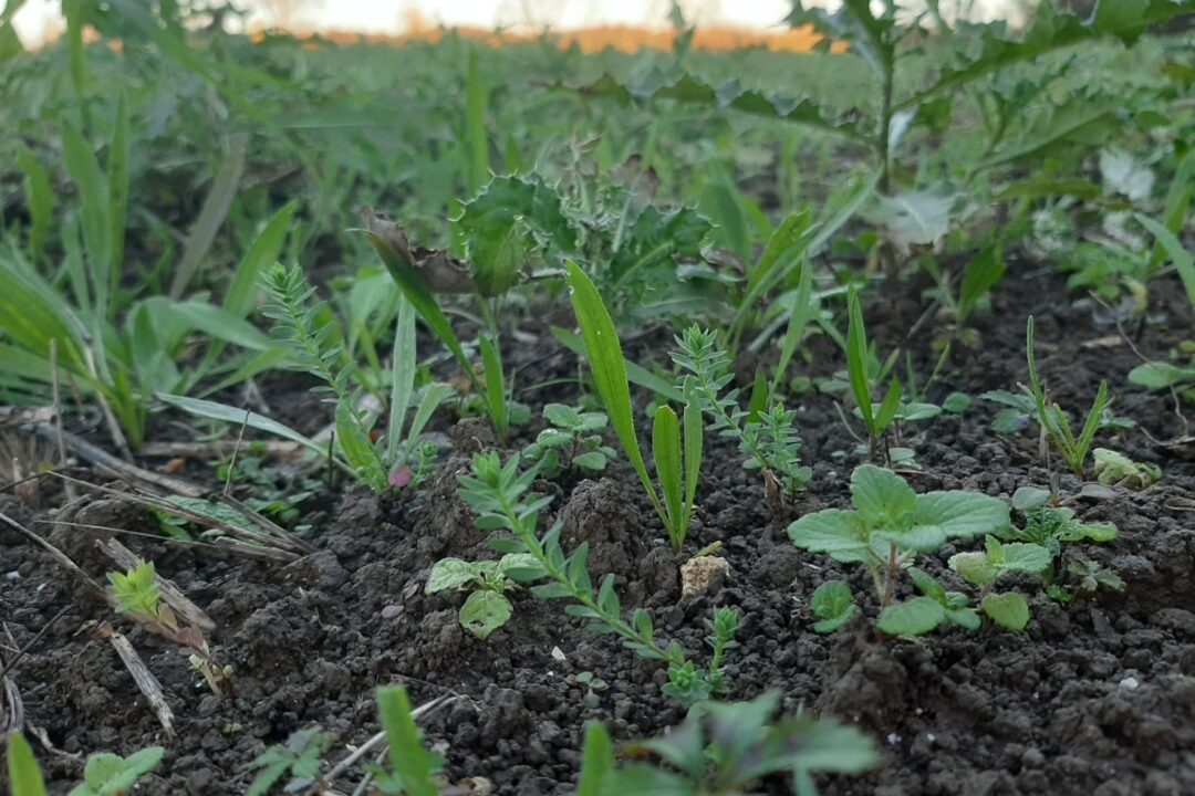 Linum bienne - parcelle Maugio - 28_11_24