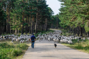 Toño subiendo ganado