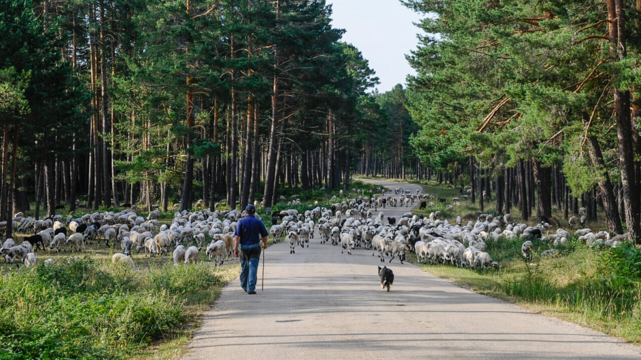 Toño subiendo ganado