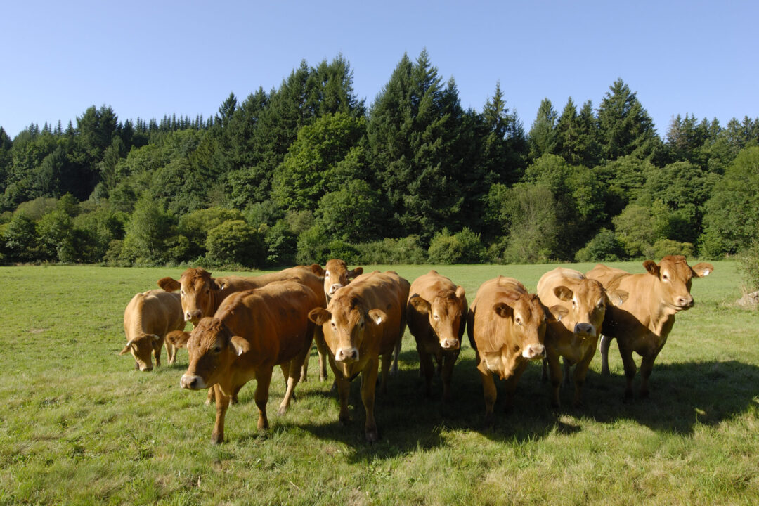 Troupeau(c)Géraldine ASENSIO_PNRHL