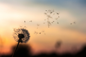 dandelion_capitalisation