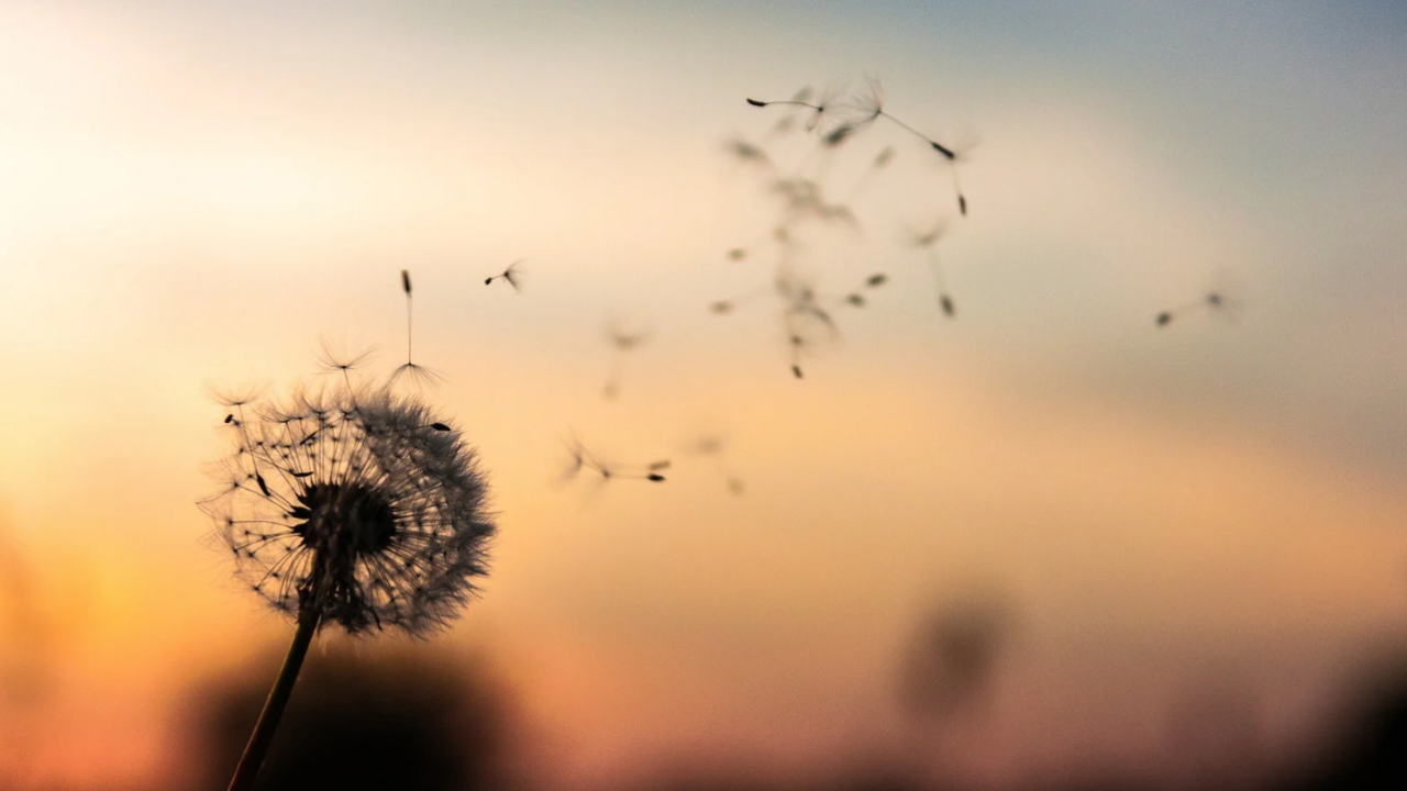 dandelion_capitalisation