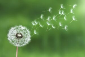 dandelion_verde