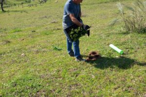 sudoe plantacao 2